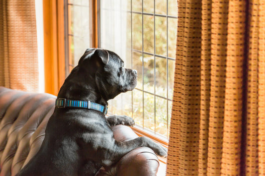 chien qui s'ennuie et qui regarde par la fenêtre en attendant le retour des ses maitres