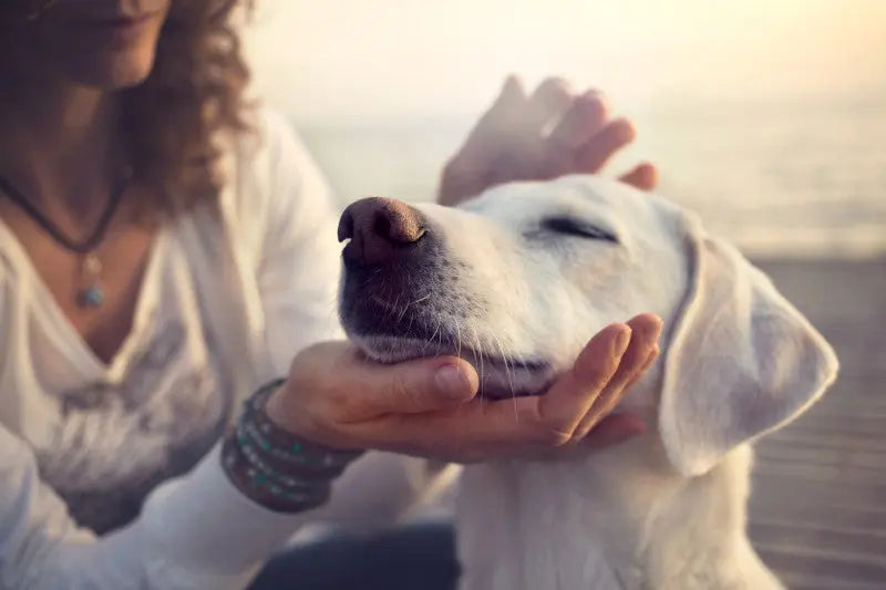 Maitresse qui caresse son chien pour l'apaiser