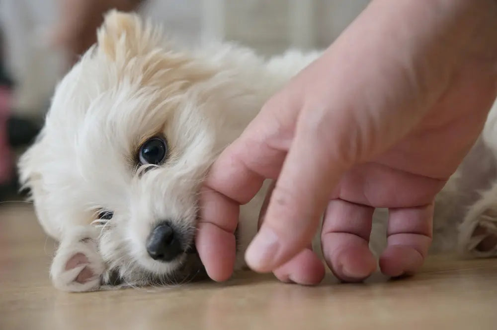 Les-meilleurs-animaux-de-compagnie-pour-les-appartements-et-les-petits-espaces Oria & Co