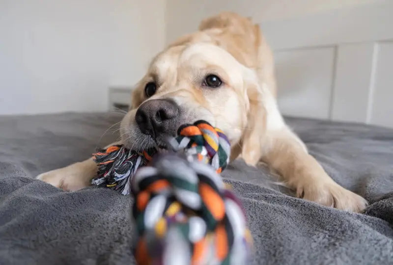 Que-faut-il-considérer-lors-de-l-achat-du-jouet-indestructible-pour-chien Oria & Co