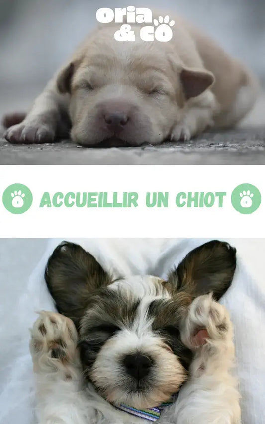 Couverture de l'ebook sur l'accueil d'un chiot à la maison