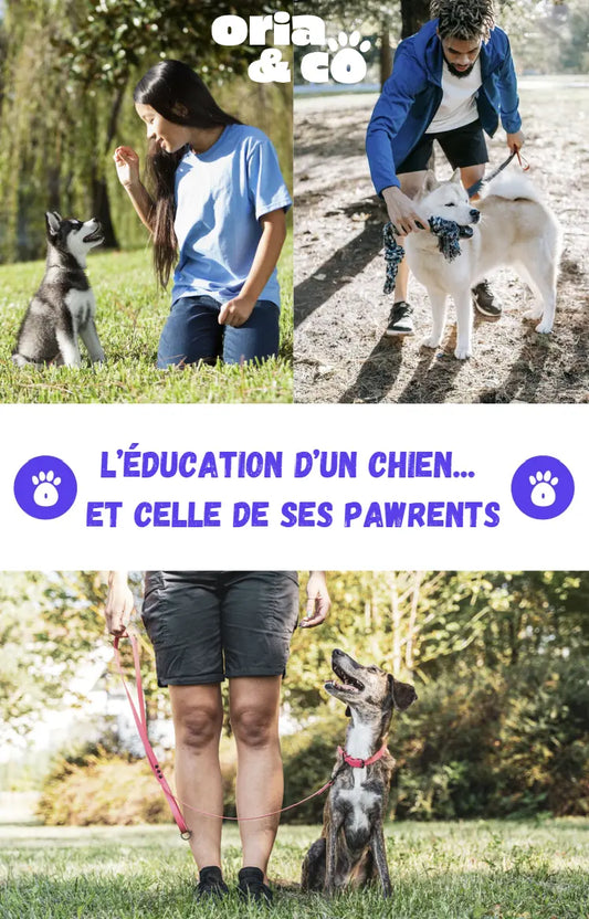 Couverture de l'ebook sur l'éducation d'un chien