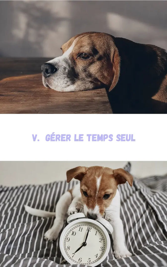 Chapitre 5 de l'ebook laisser son chien seul à la maison