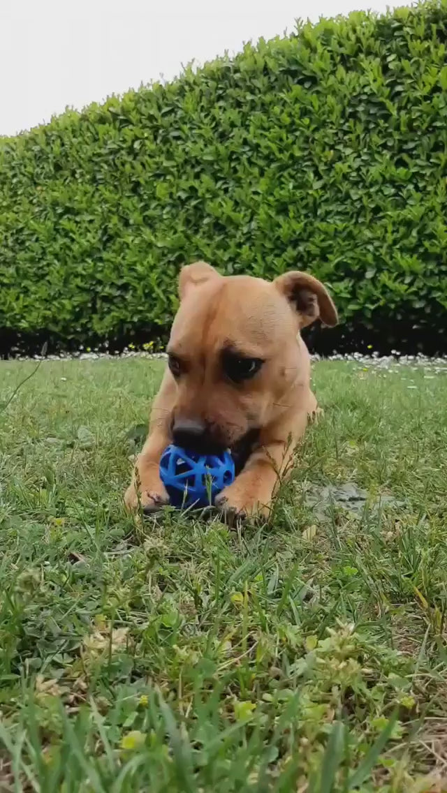 Chiot qui s'amuse avec la balle alvéolée et les friandises Oria & Co