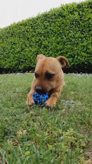 Chiot qui s'amuse avec la balle alvéolée et les friandises Oria & Co